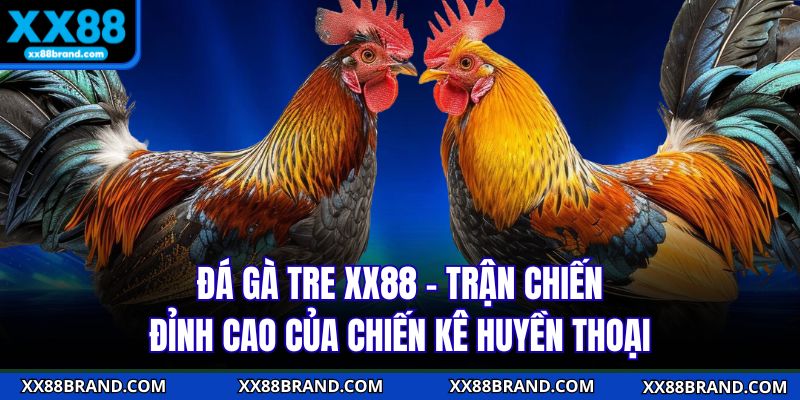 Đá Gà Tre XX88 - Trận Chiến Đỉnh Cao Của Chiến Kê Huyền Thoại