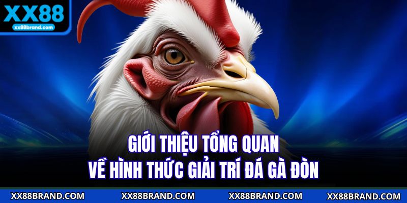 Giới thiệu tổng quan về hình thức giải trí đá gà đòn